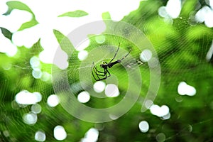 Â spider on the web, top view